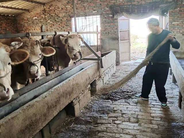 Cattle farm managed by Mr. Liu Heimao